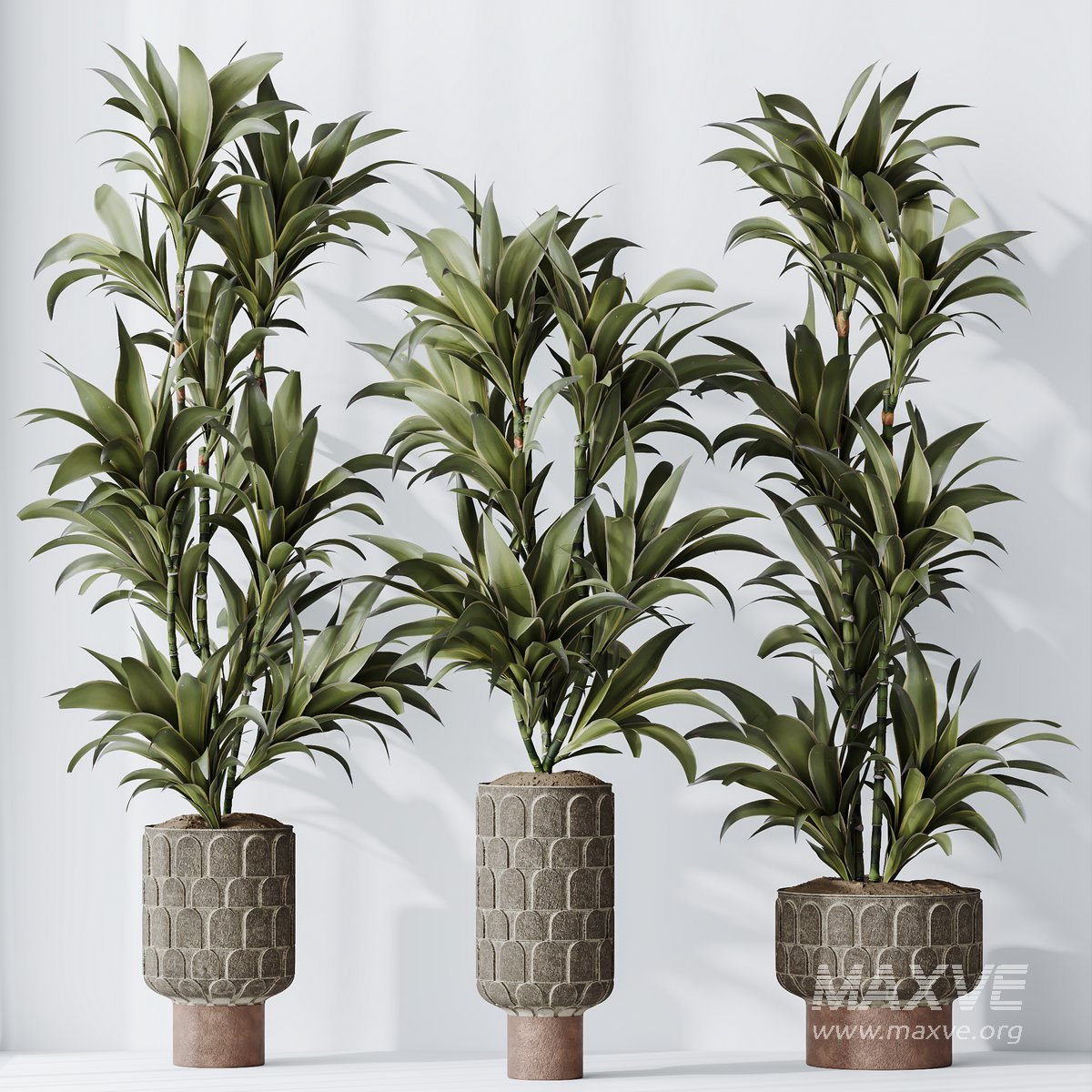 HQ HousePlants Dracaena Warneckii Lemon Lime Cane Dragon Set05 3d model  Download Maxve